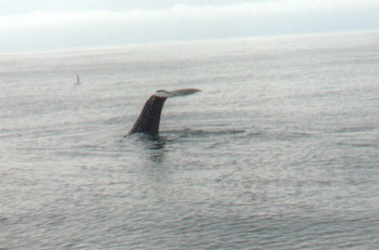 Moby Dick beim Tauchen